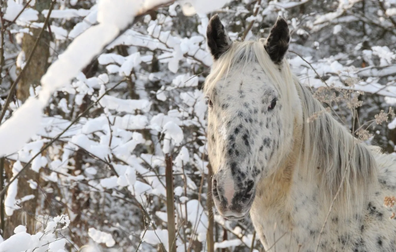 Фото обои animal, horse, native american, nez perce, appaloosa