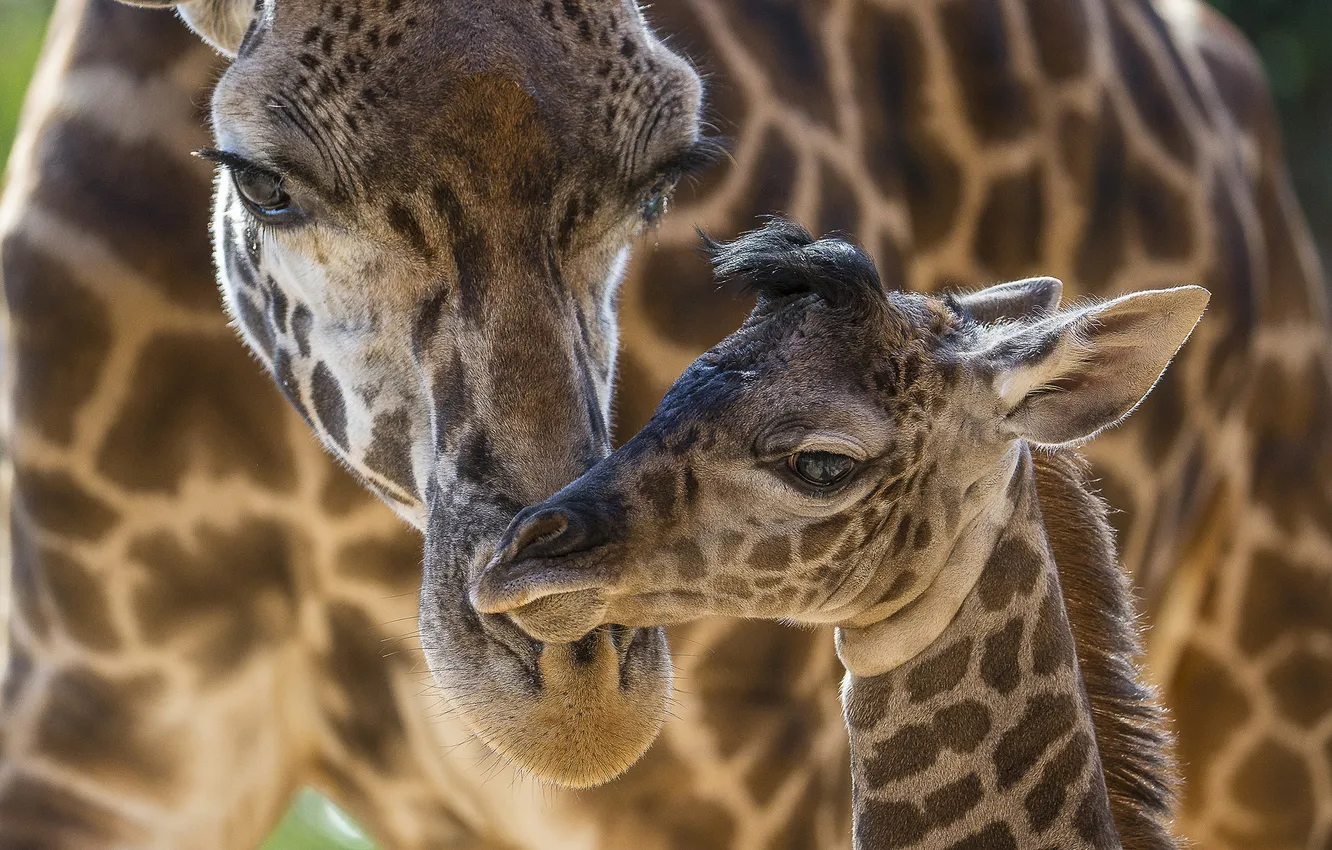 Фото обои жирафы, забота, детеныш, мама