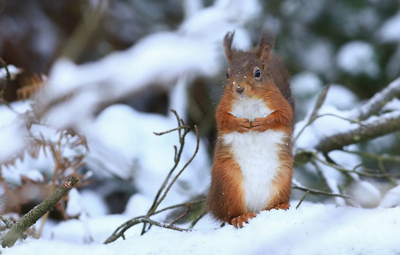 Фото обои зима, снег, ветки, белка, рыжая, стойка, грызун