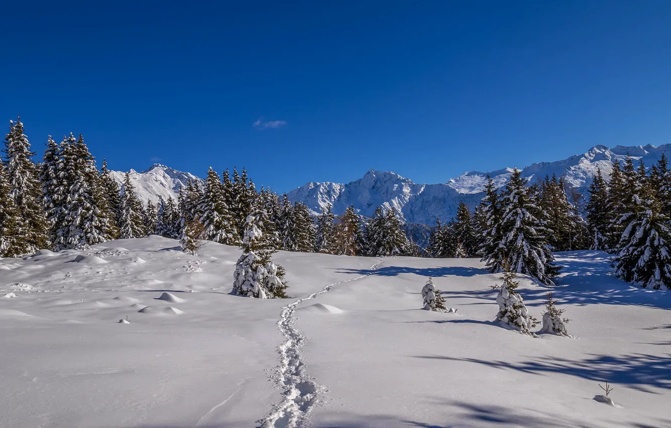 Фото обои снег, горы, следы, ёлки