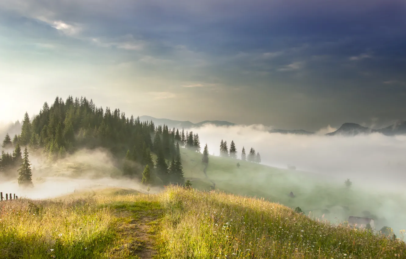 Фото обои лес, солнце, туман, Холм, деервья