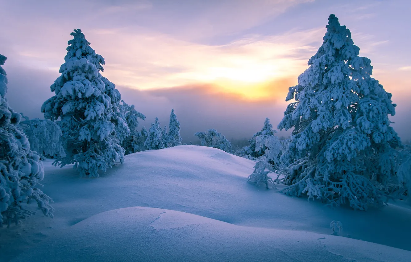 Фото обои зима, лес, небо, солнце, облака, свет, снег, деревья