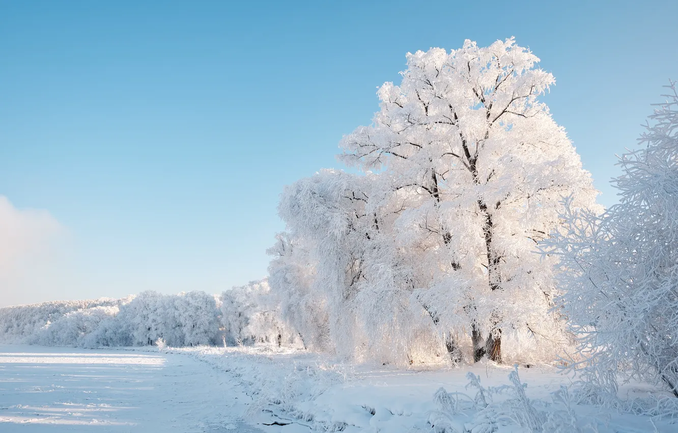 Фото обои зима, иней, снег, деревья, пейзаж, природа, Константин Леонтьев