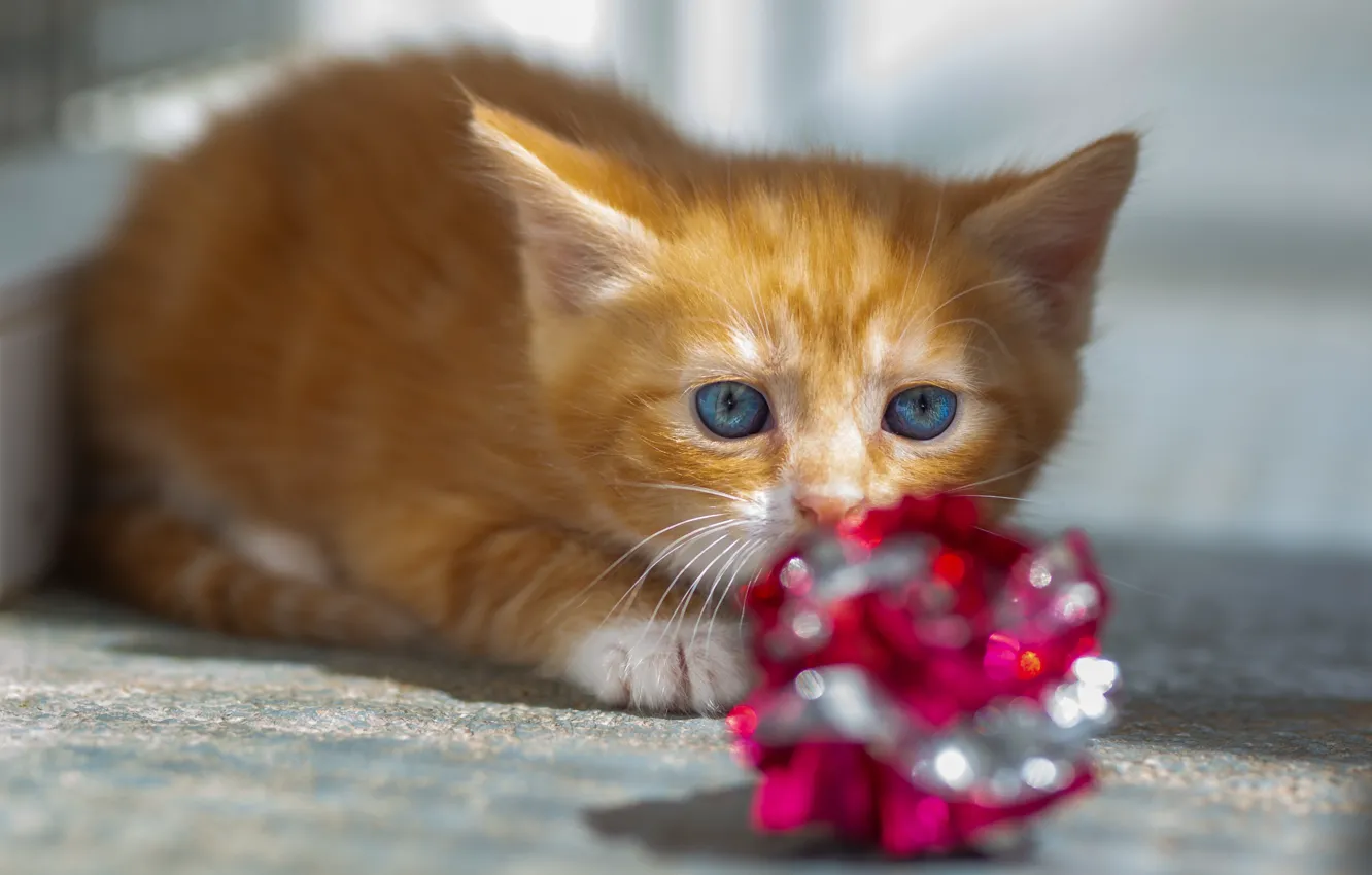 Фото обои кошка, свет, поза, игрушка, малыш, рыжий, лежит, котёнок