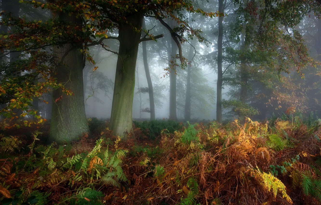 Фото обои осень, лес, папоротник
