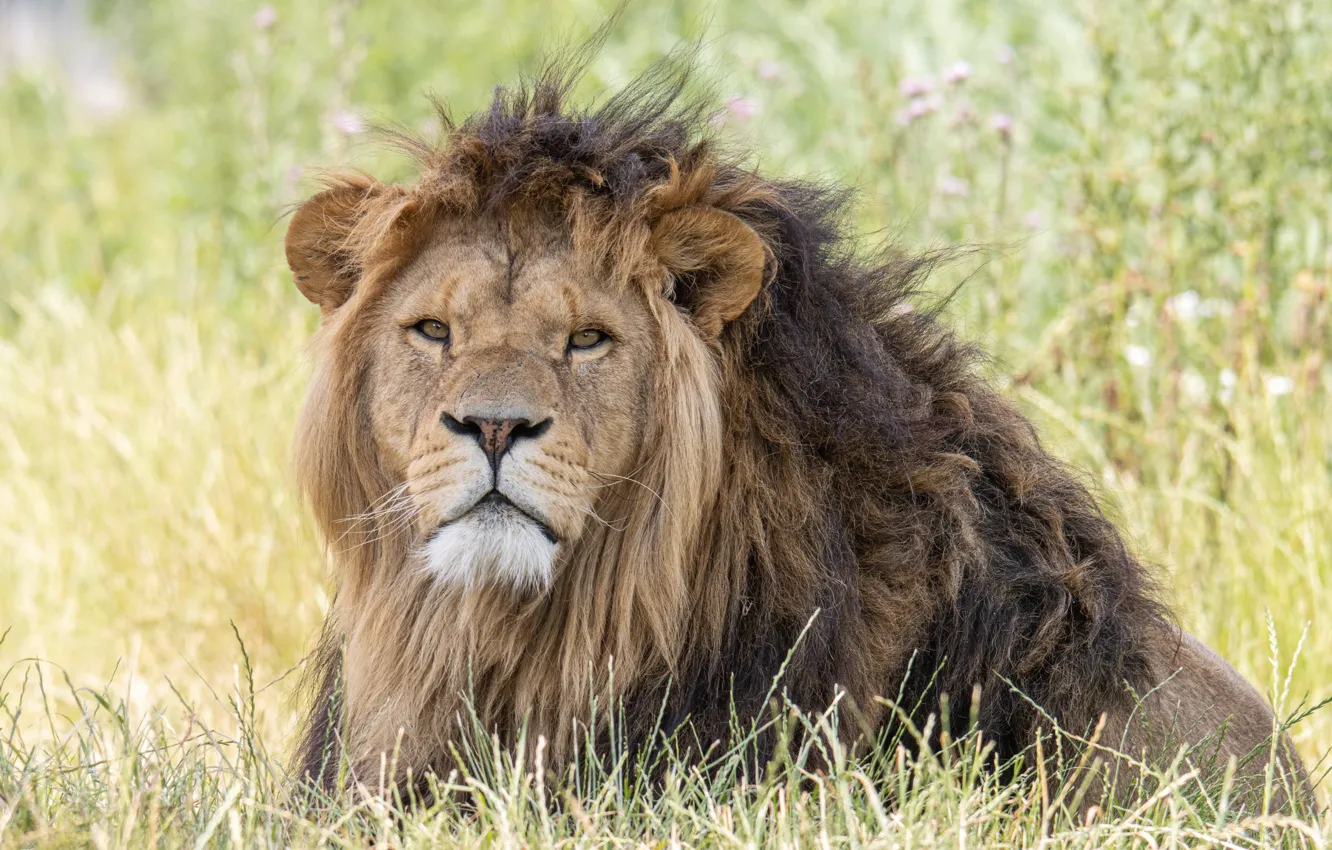 Фото обои трава, взгляд, морда, лев, грива, царь зверей, дикая кошка