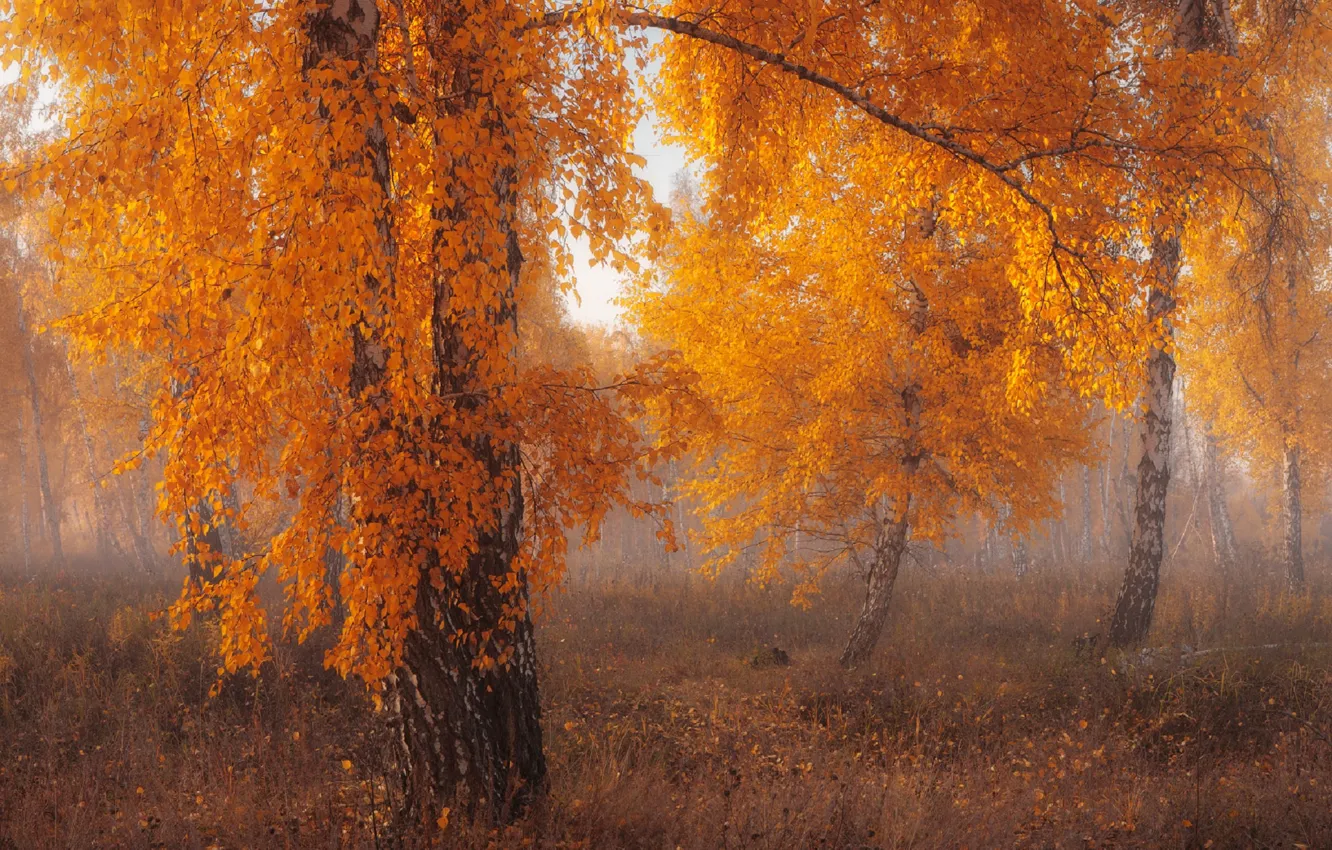 Фото обои осень, деревья, туман, береза