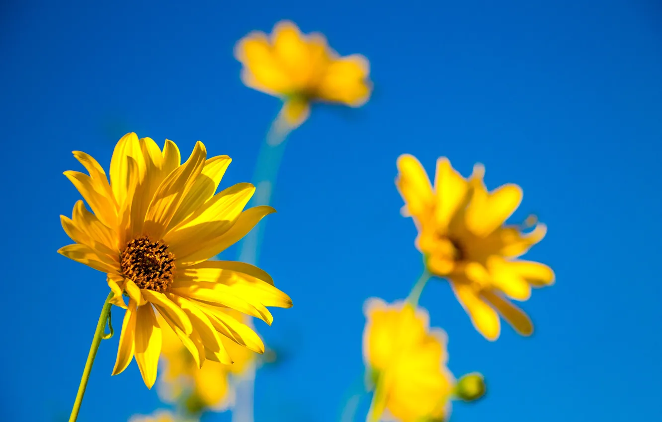 Фото обои Цветы, Yellow flowers, Жёлтые цветочки