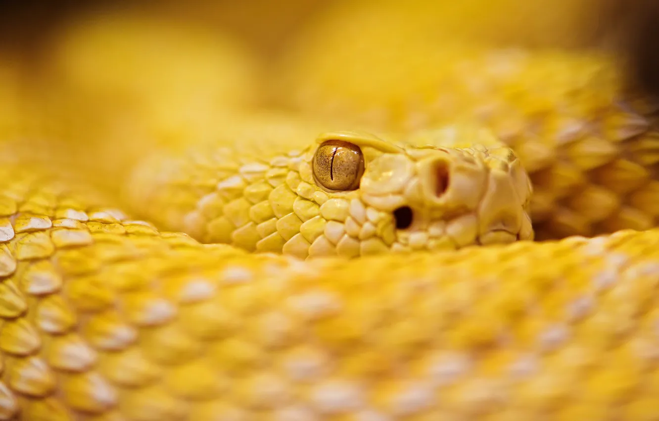 Фото обои Snake, Albino, Rattle