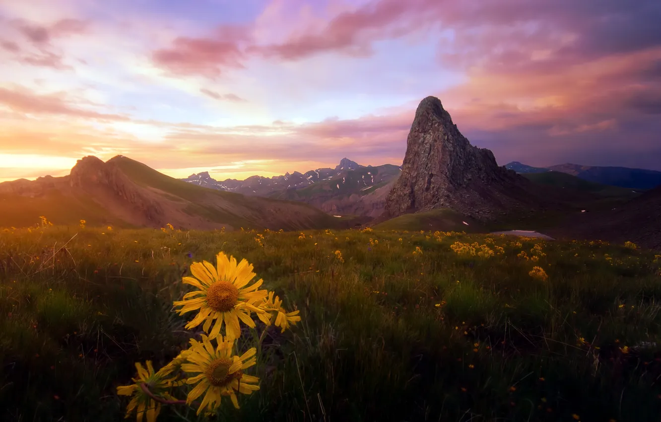 Фото обои закат, цветы, горы