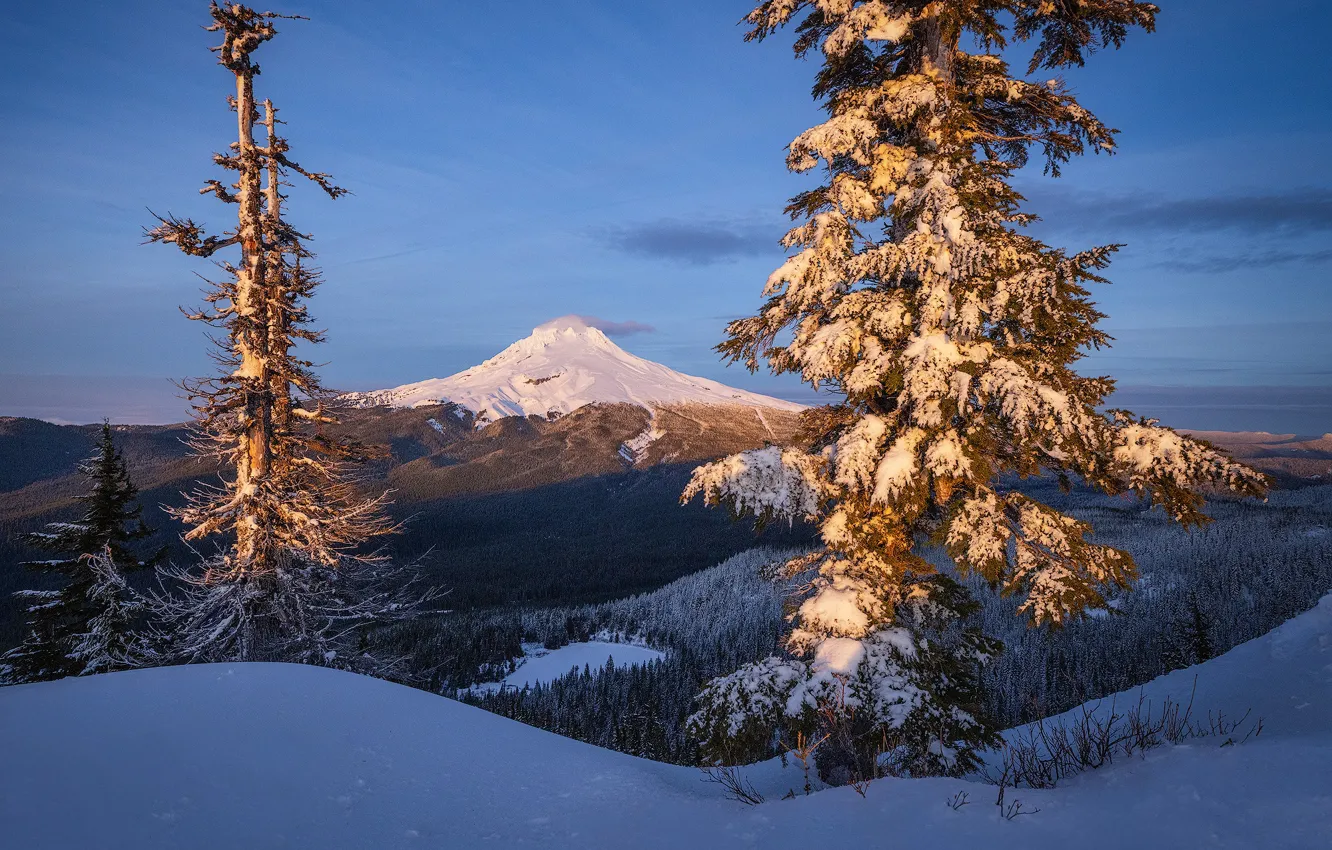 Фото обои зима, снег, деревья, гора, Орегон, Oregon, Mount Hood, Каскадные горы