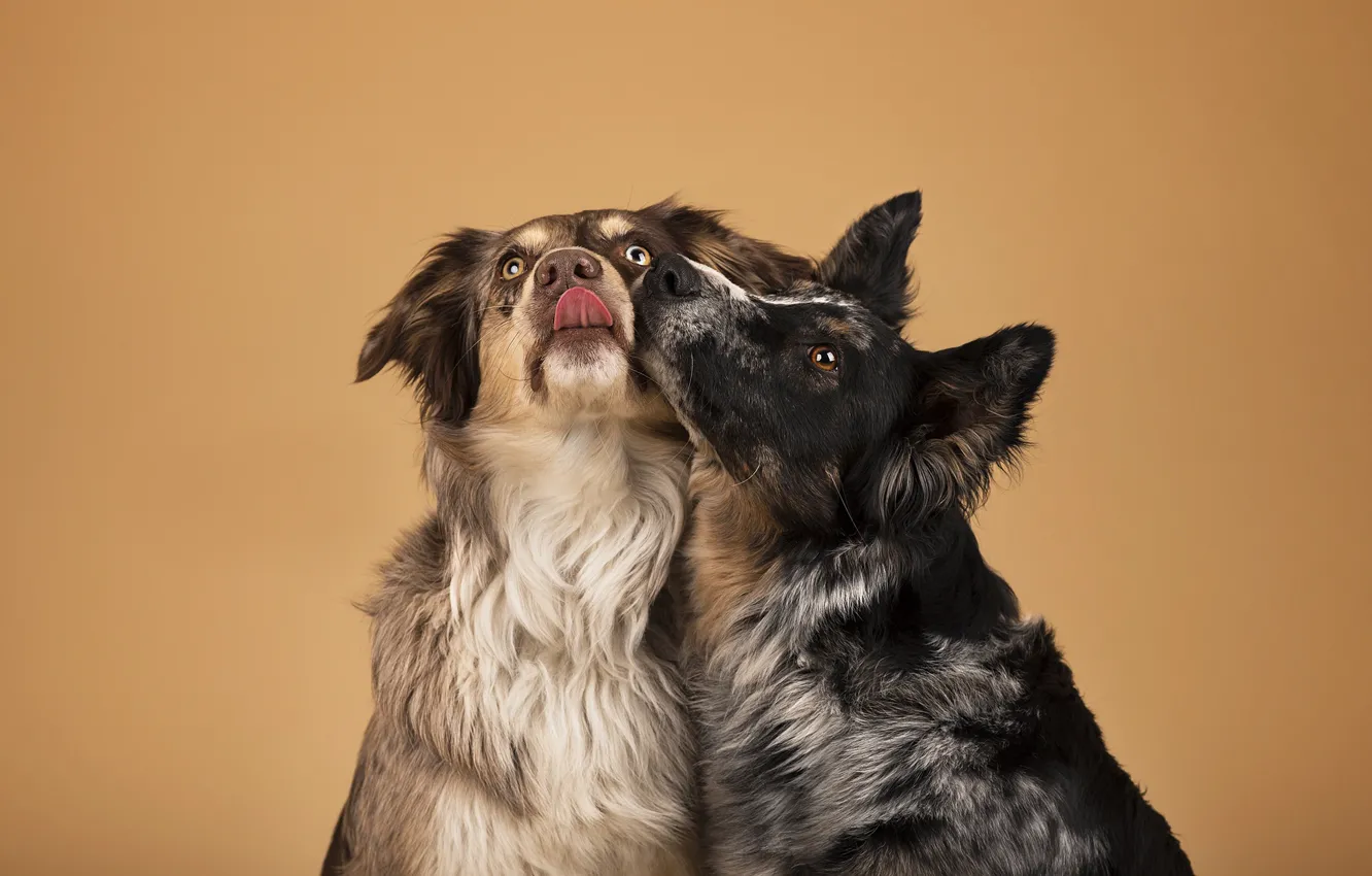 Фото обои фон, две собаки, Now Kiss