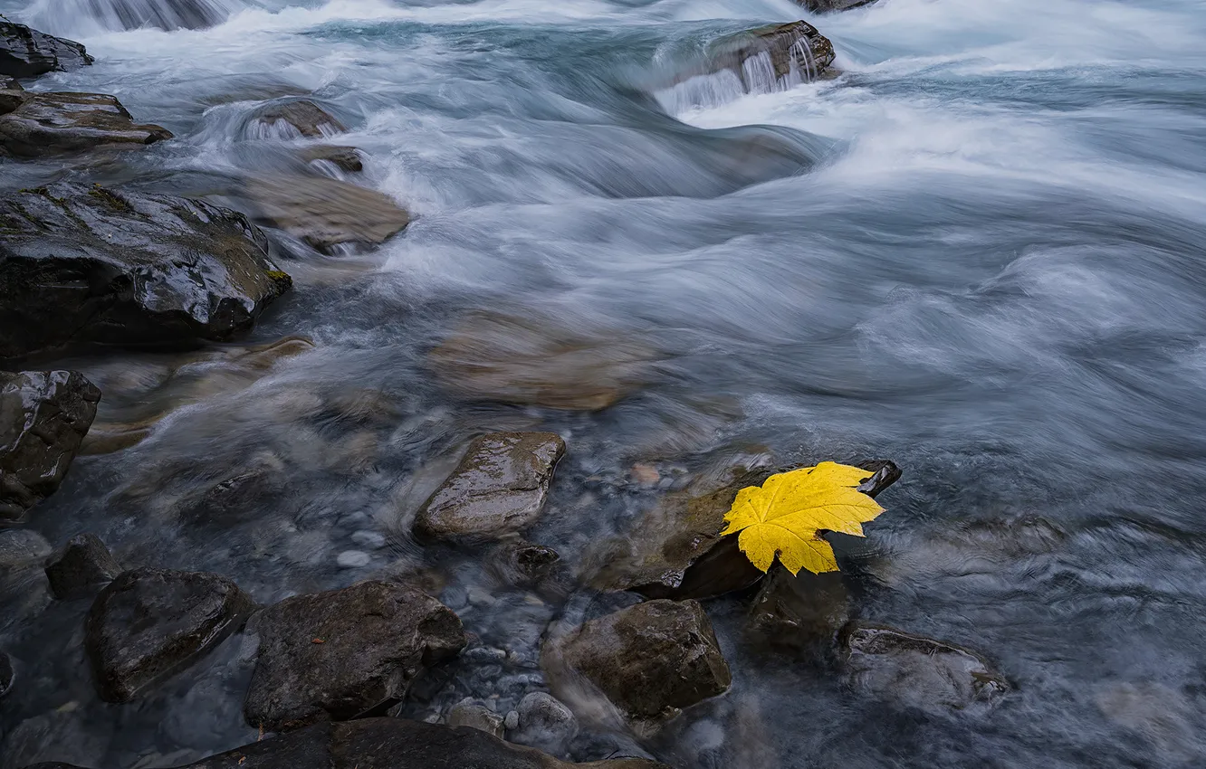 Фото обои осень, природа, камни, листок, водоем