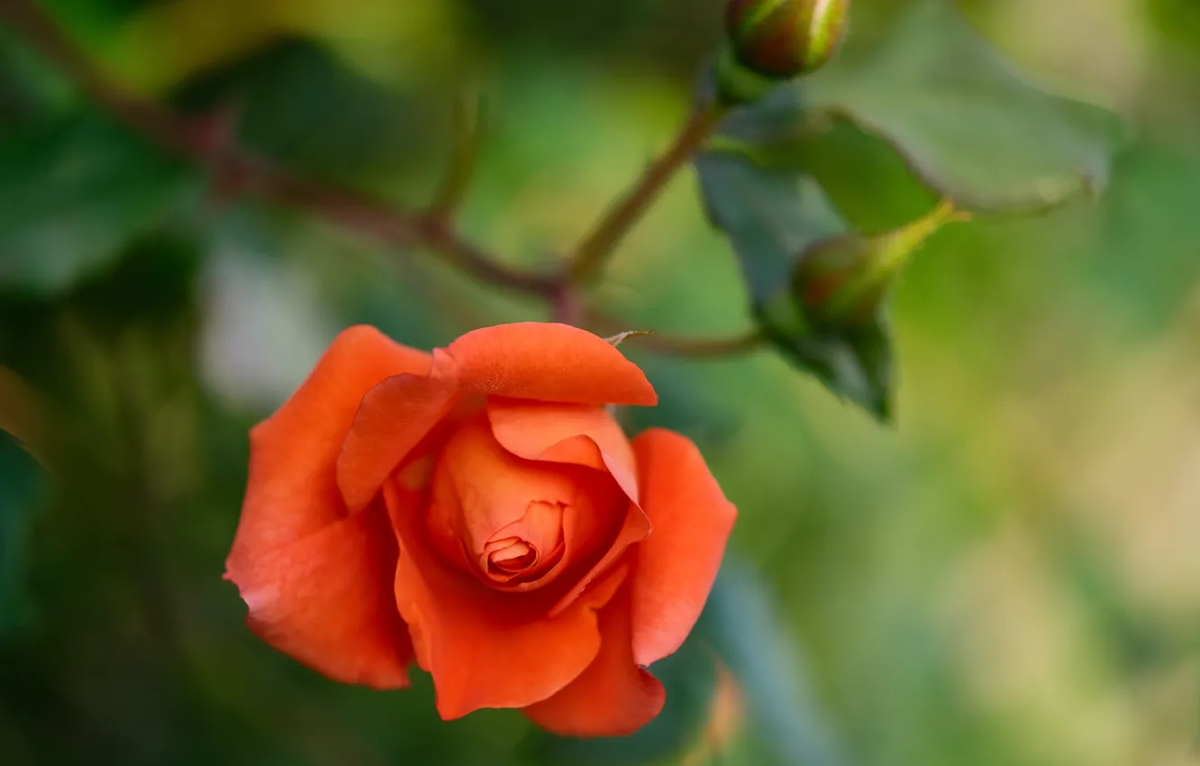 Фото обои макро, роза, оранжевая, бутоны