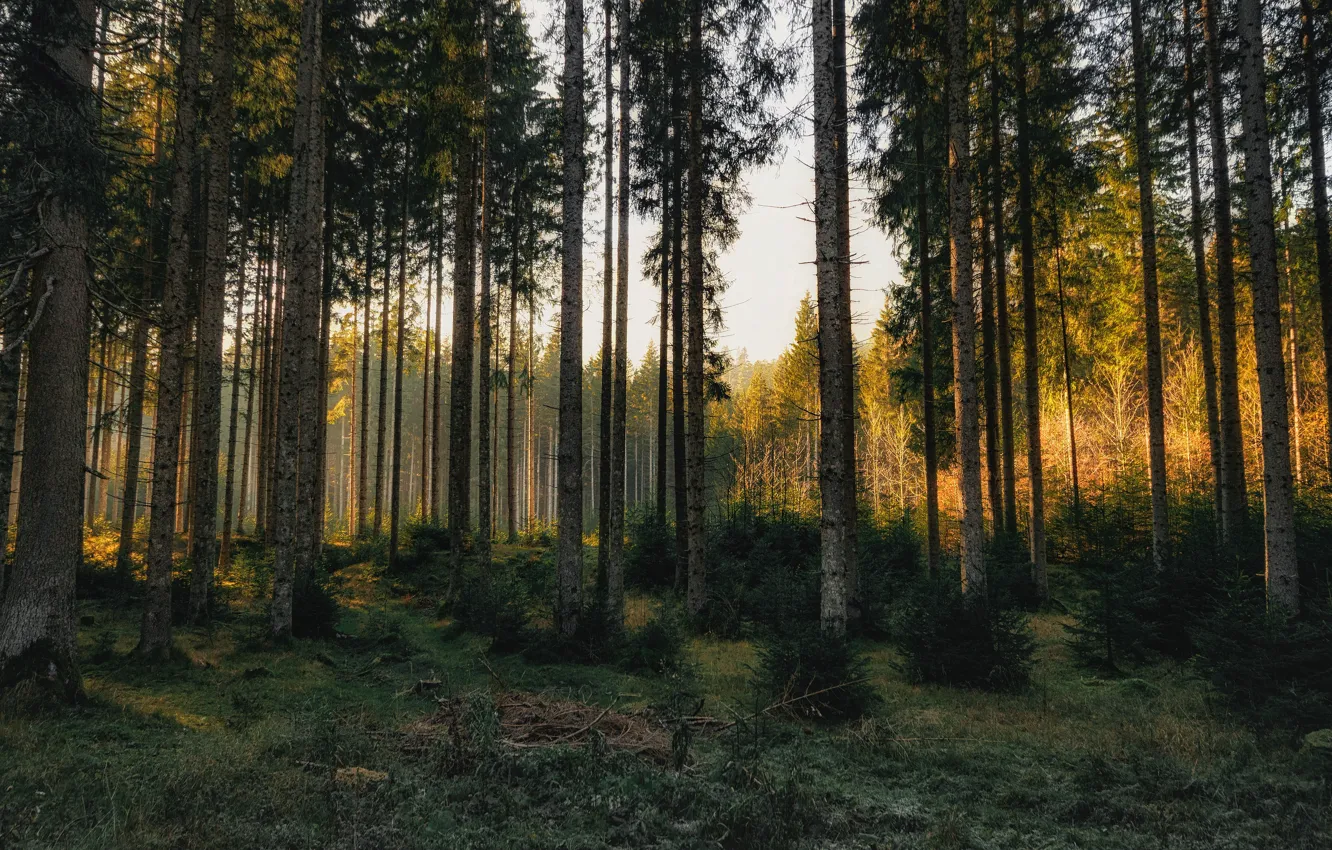Фото обои лес, деревья, сосны, сосновый бор