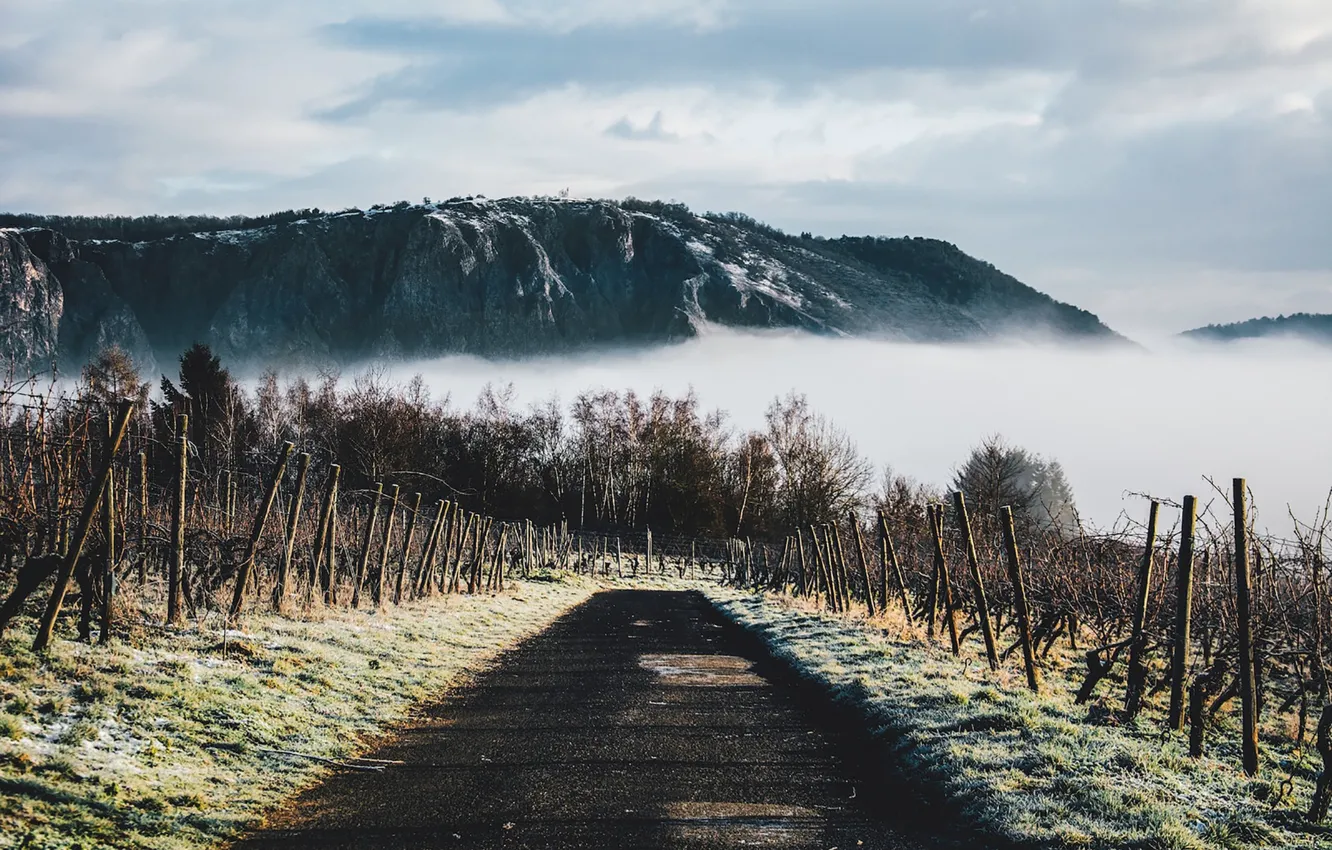Фото обои wine, mountain, fog, way, pathway, grapes, freeze, path