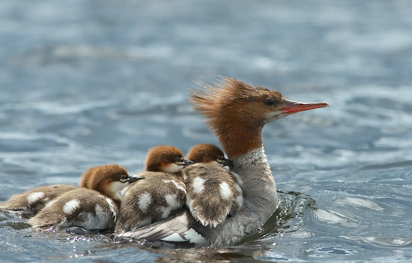 Фото обои вода, природа, птица