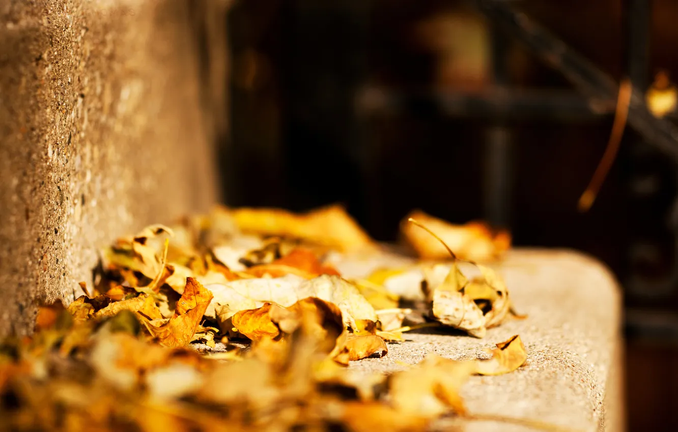 Фото обои осень, листья, листва, камень, перила, ступеньки, жёлтые, время года