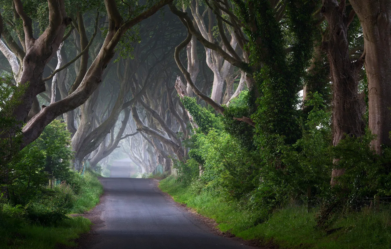 Фото обои дорога, деревья, природа, туман, стволы, утро, Ирландия, кусты