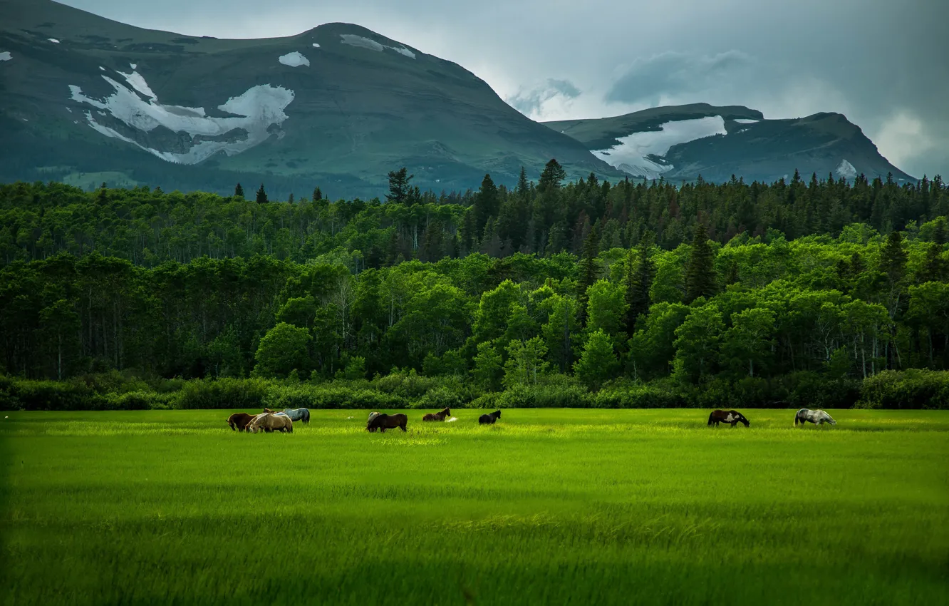 Фото обои зелень, поле, трава, горы, кони