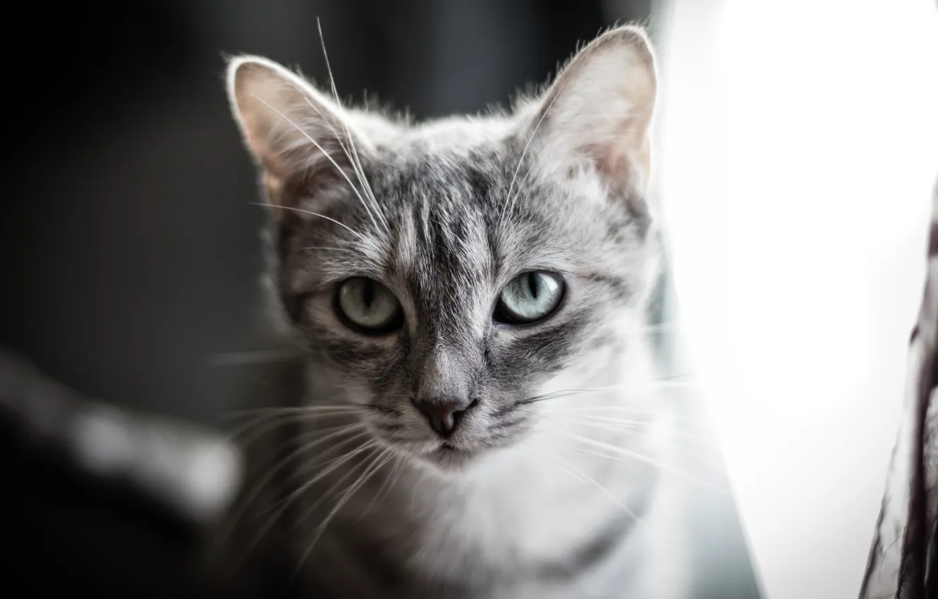 Фото обои кошка, глаза, кот, серый