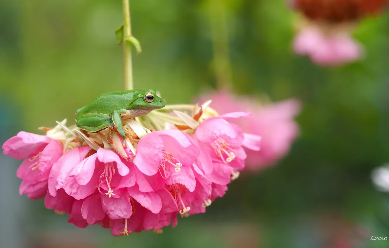Фото обои макро, цветы, лягушка, квакша, соцветие, древесница