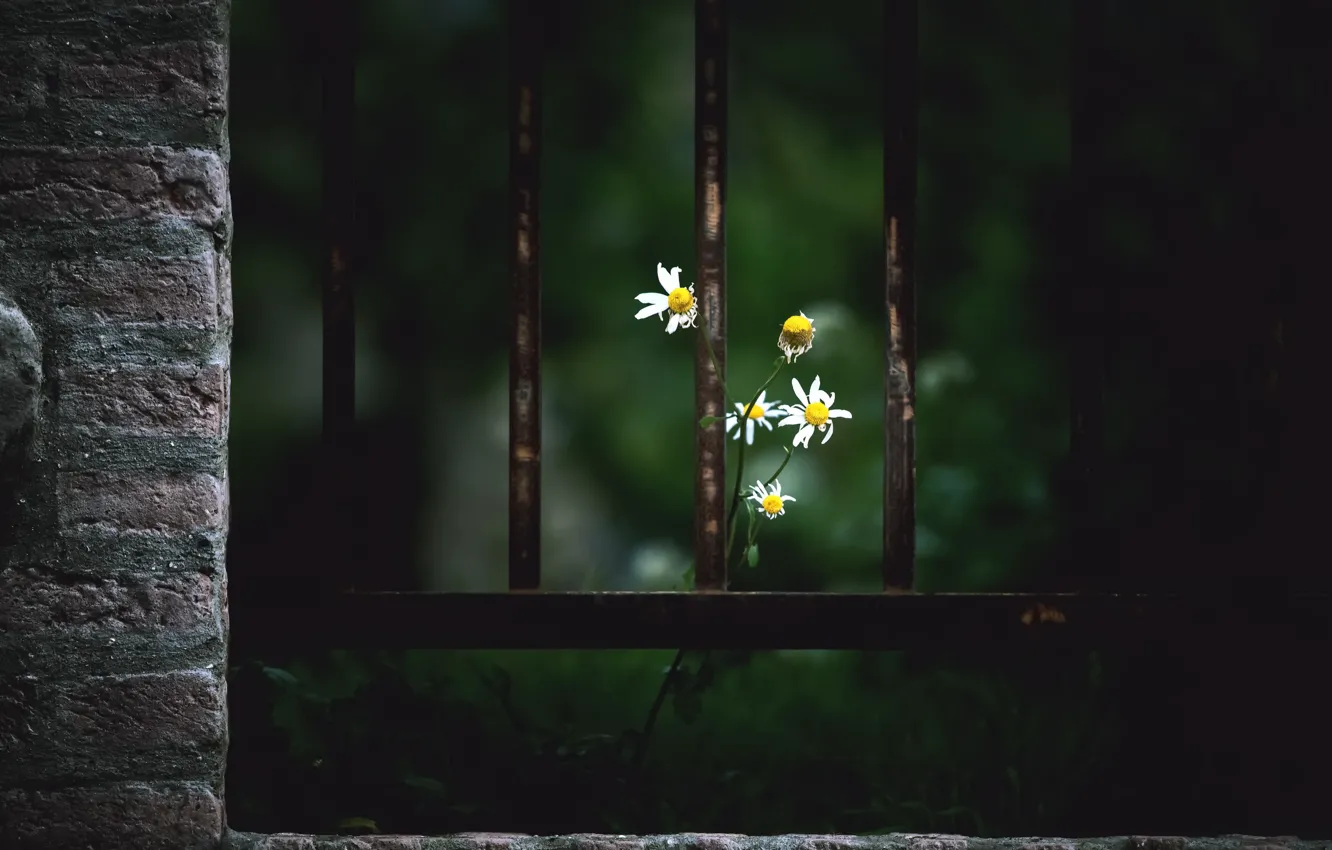Фото обои цветы, забор, ромашки