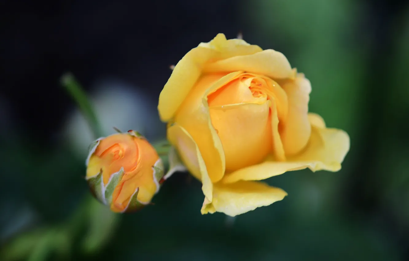 Фото обои роза, размытость, бутон, желтая