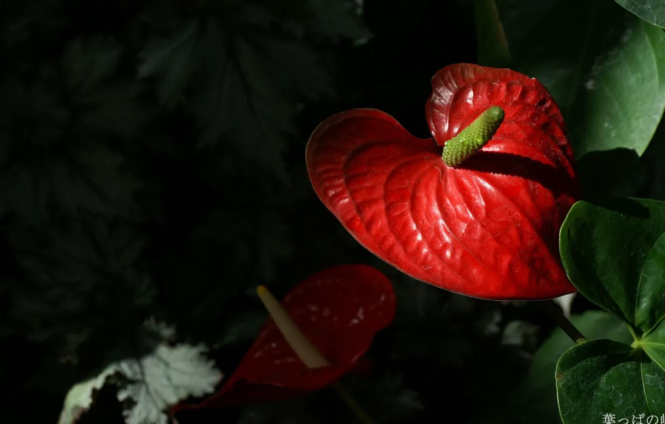 Фото обои тьма, красный цветок, Антуриум, цветок фламинго