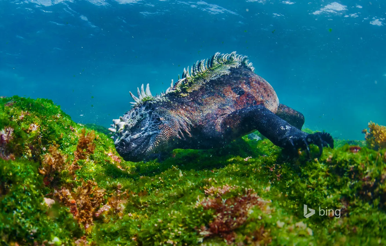 Фото обои ящерица, риф, Эквадор, Галапагосские острова, остров Фернандина, морская игуана