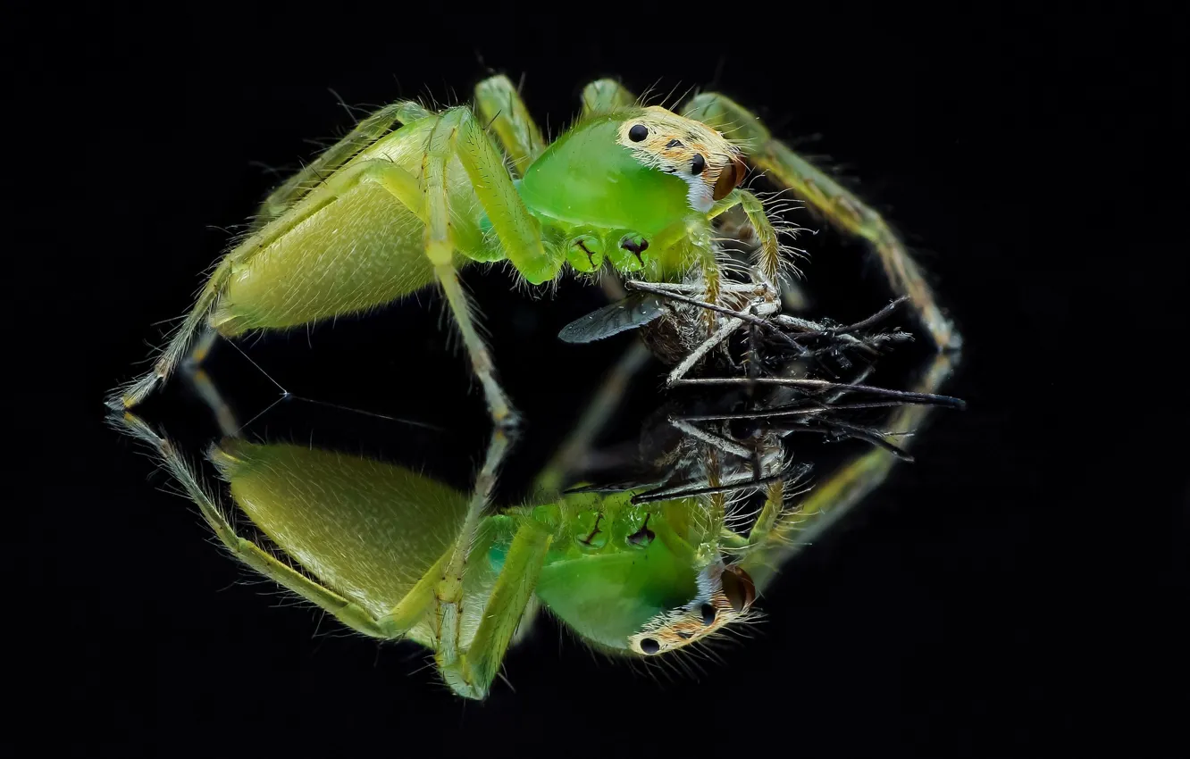 Фото обои макро, отражение, фон, паук, насекомое