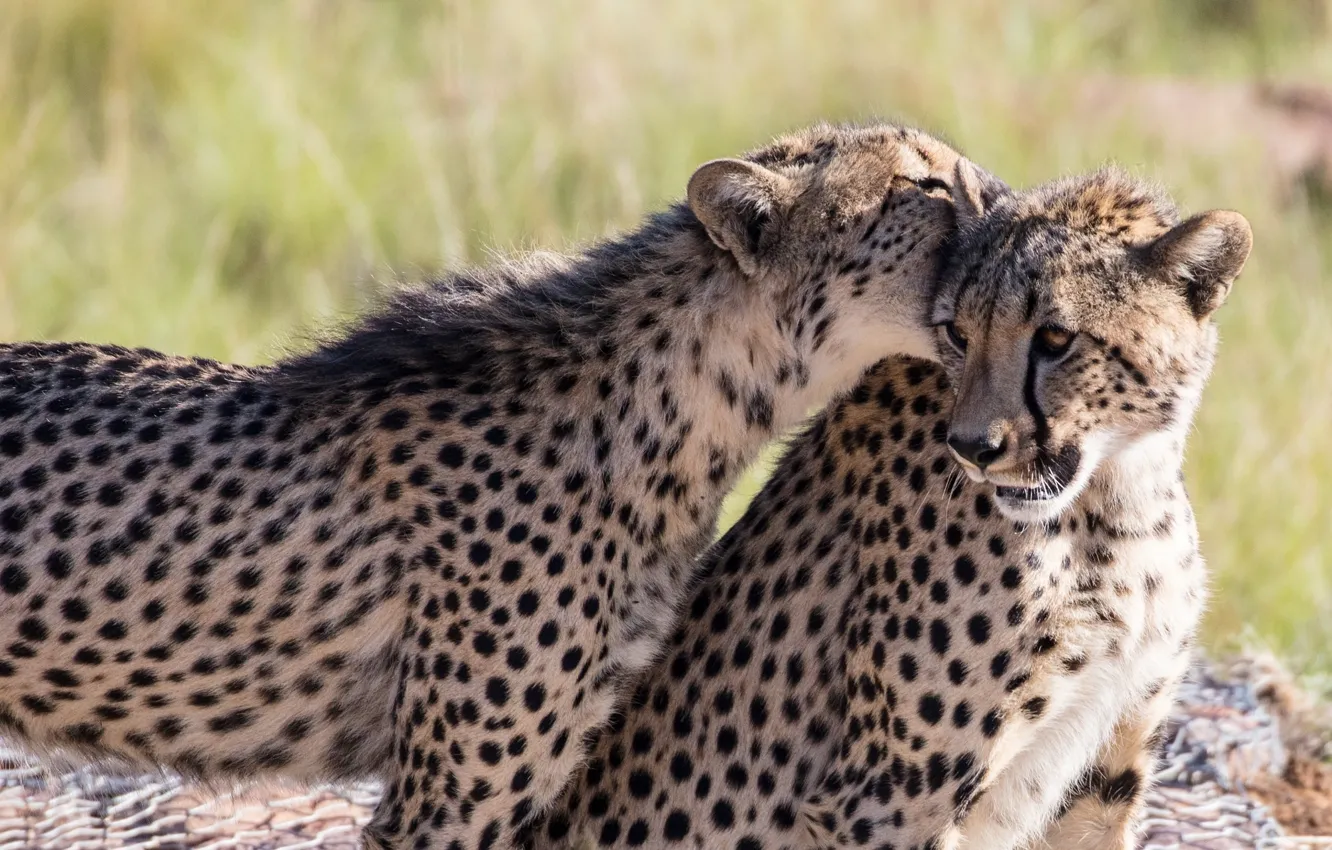 Фото обои игра, хищники, укус, пара, дикие кошки, двое, молодые, гепарды