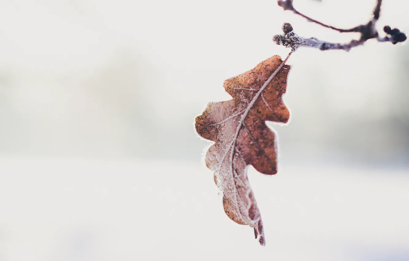 Фото обои autumn, leaf, branch