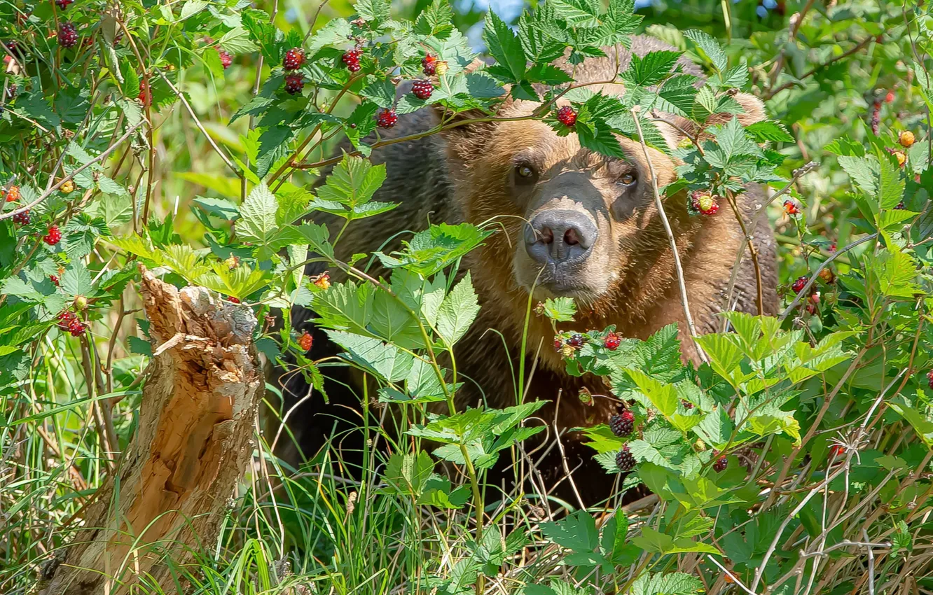 Фото обои лето, ягоды, медведь