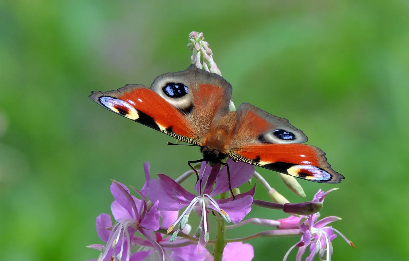 Фото обои цветок, насекомые, природа, бабочка
