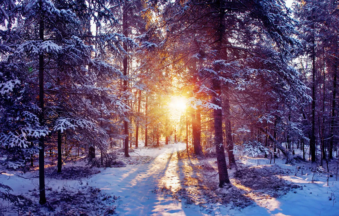 Фото обои зима, лес, солнце, лучи, свет, снег, природа