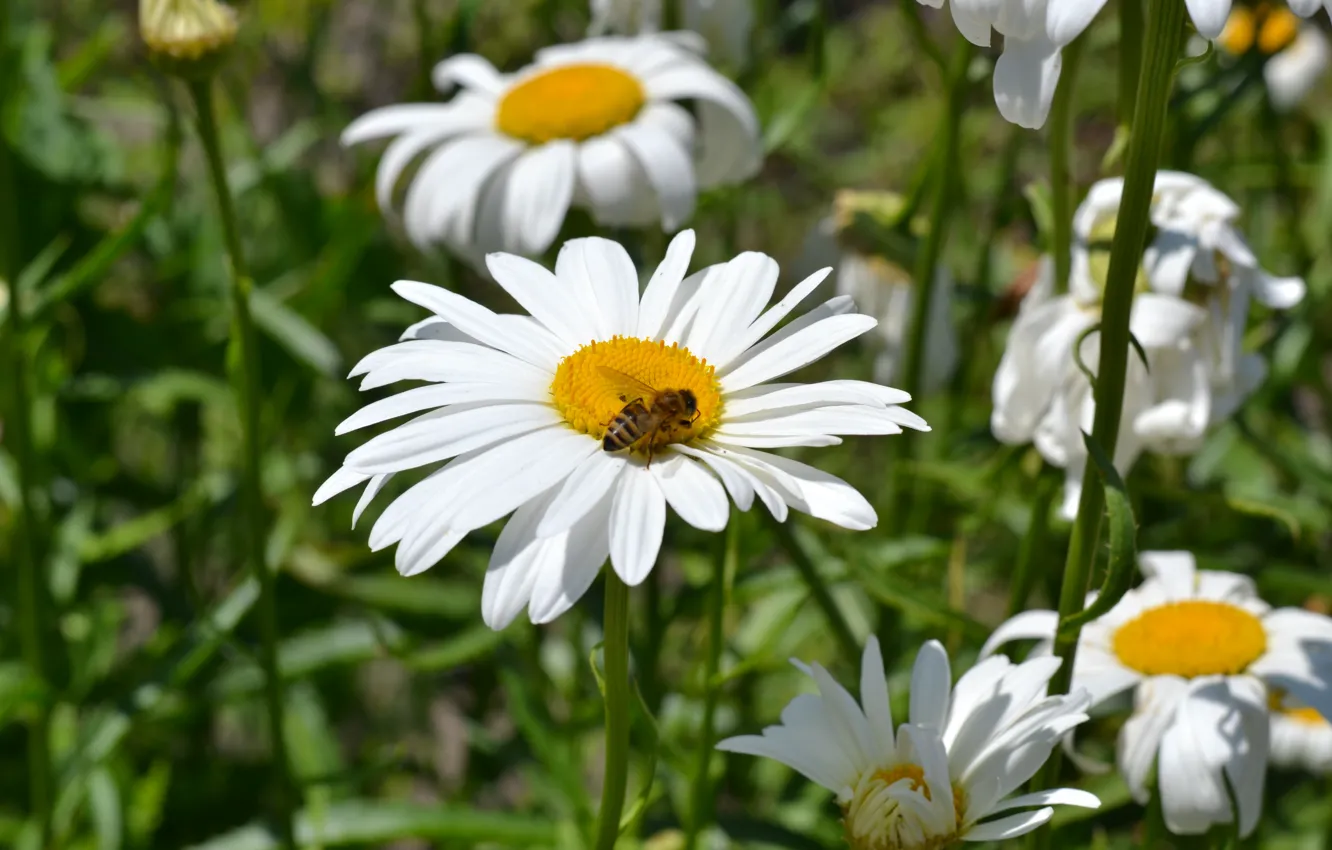 Фото обои лето, пчела, Ромашка