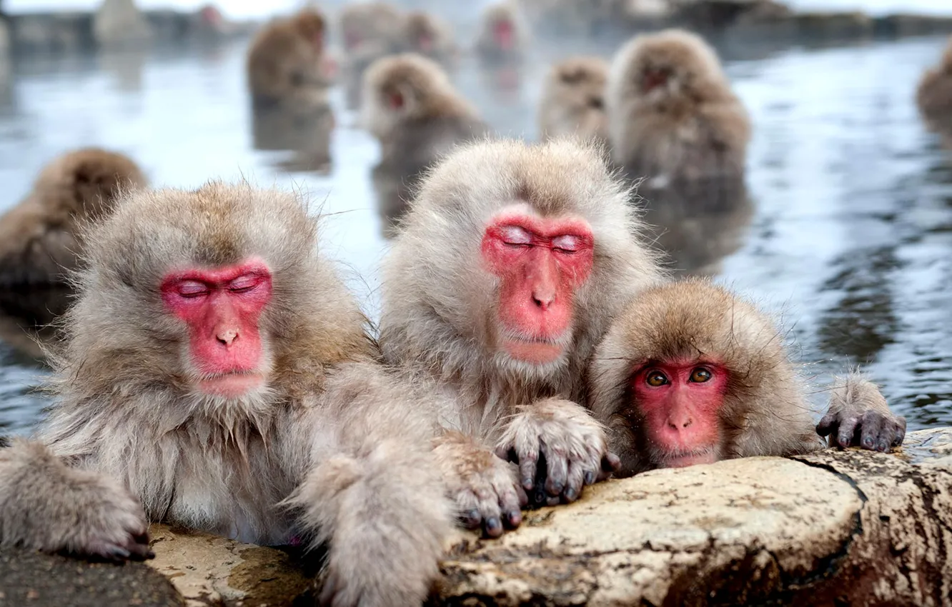 Фото обои бассейн, шерсть, обезьяны, японский макак