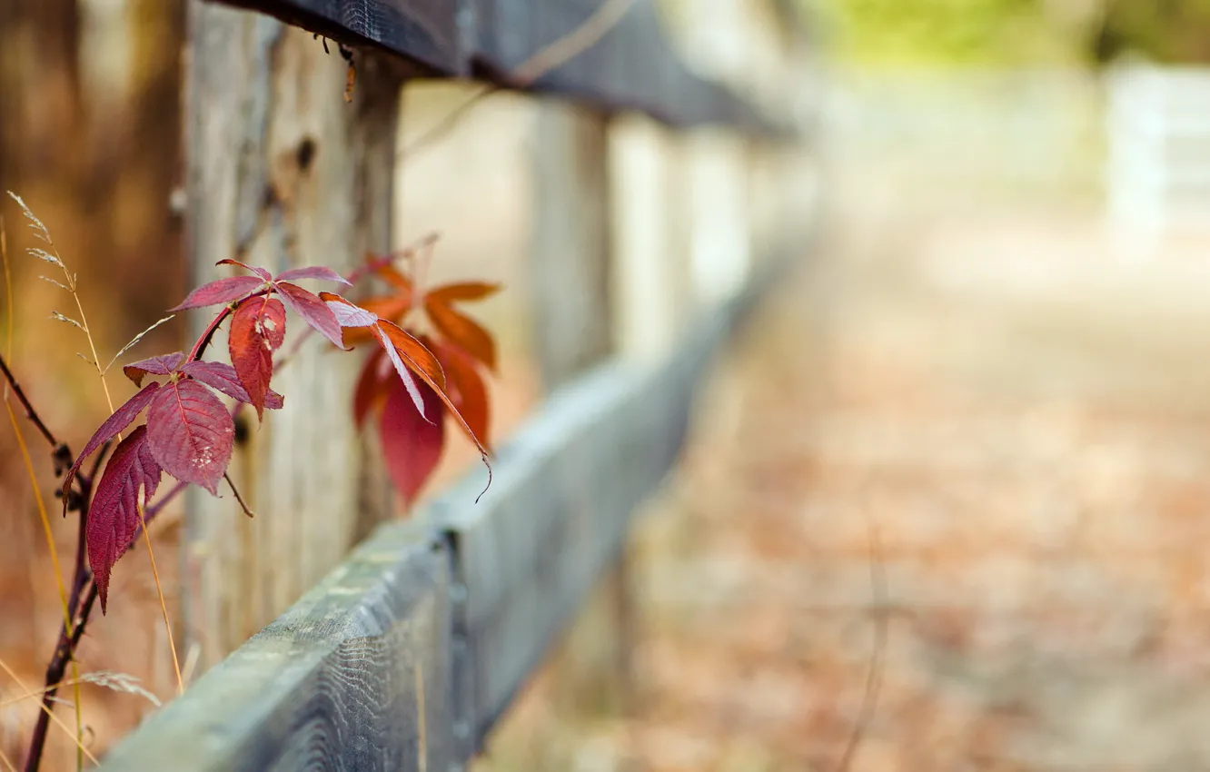 Фото обои листья, макро, забор