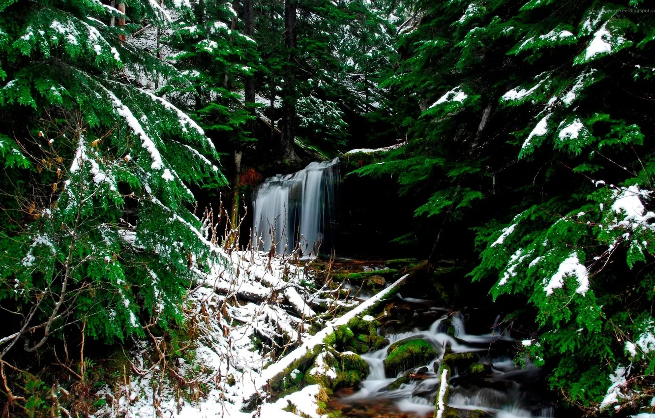 Фото обои зима, лес, снег, водопад, хвойный