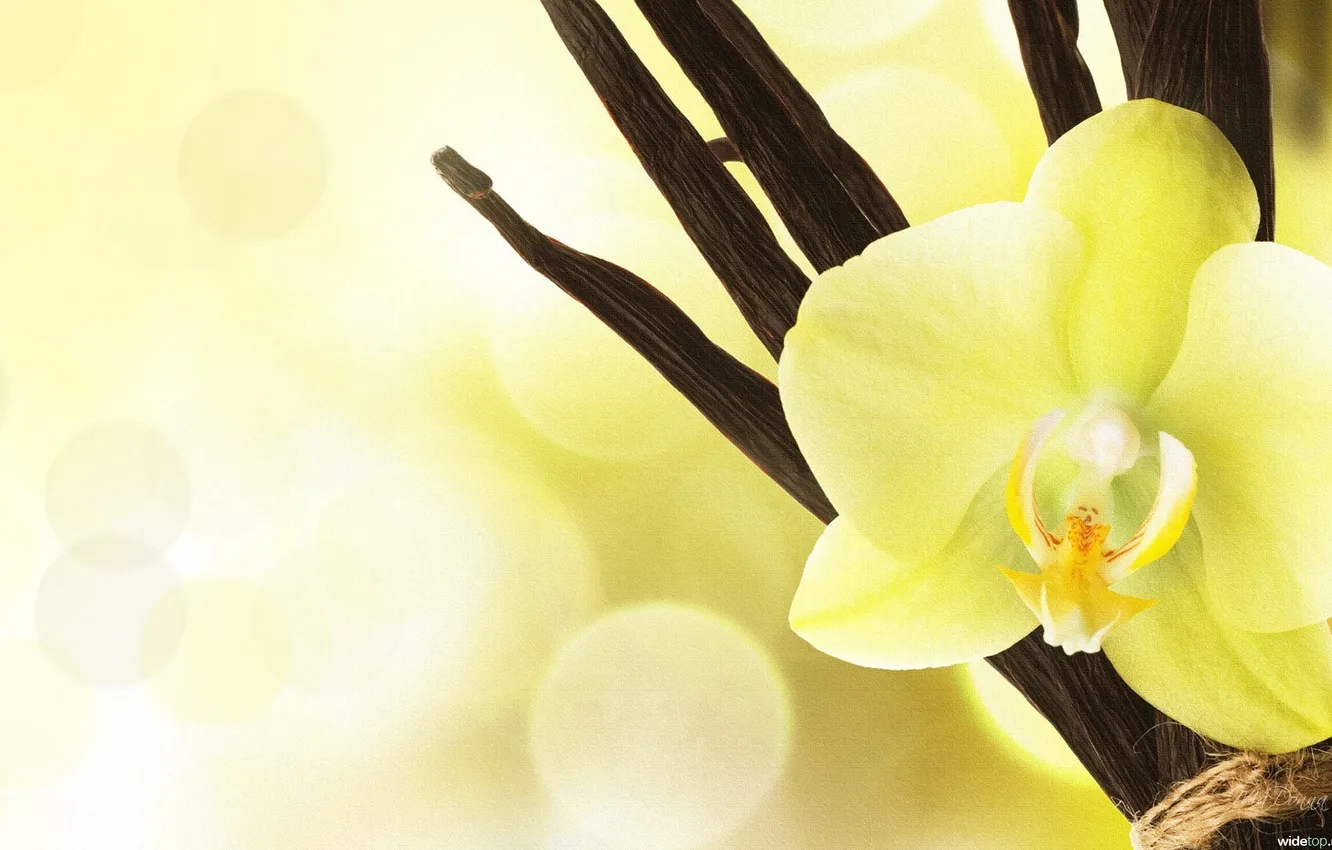 Фото обои цветы, красиво, экзотика, орхидея, желтая