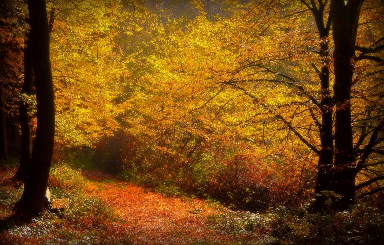 Фото обои осень, краски, листва, дорожка, лавка