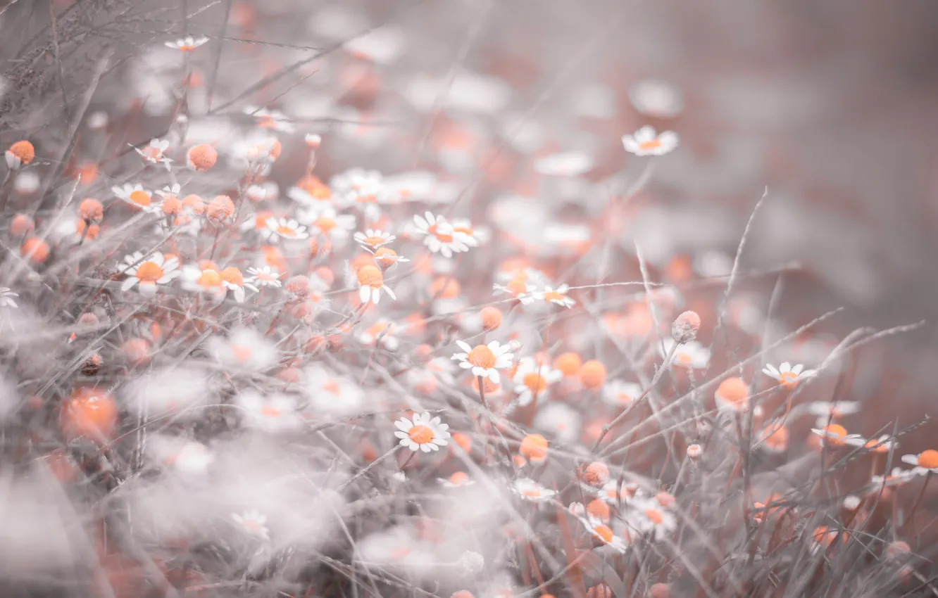 Фото обои цветы, ромашки, лепестки