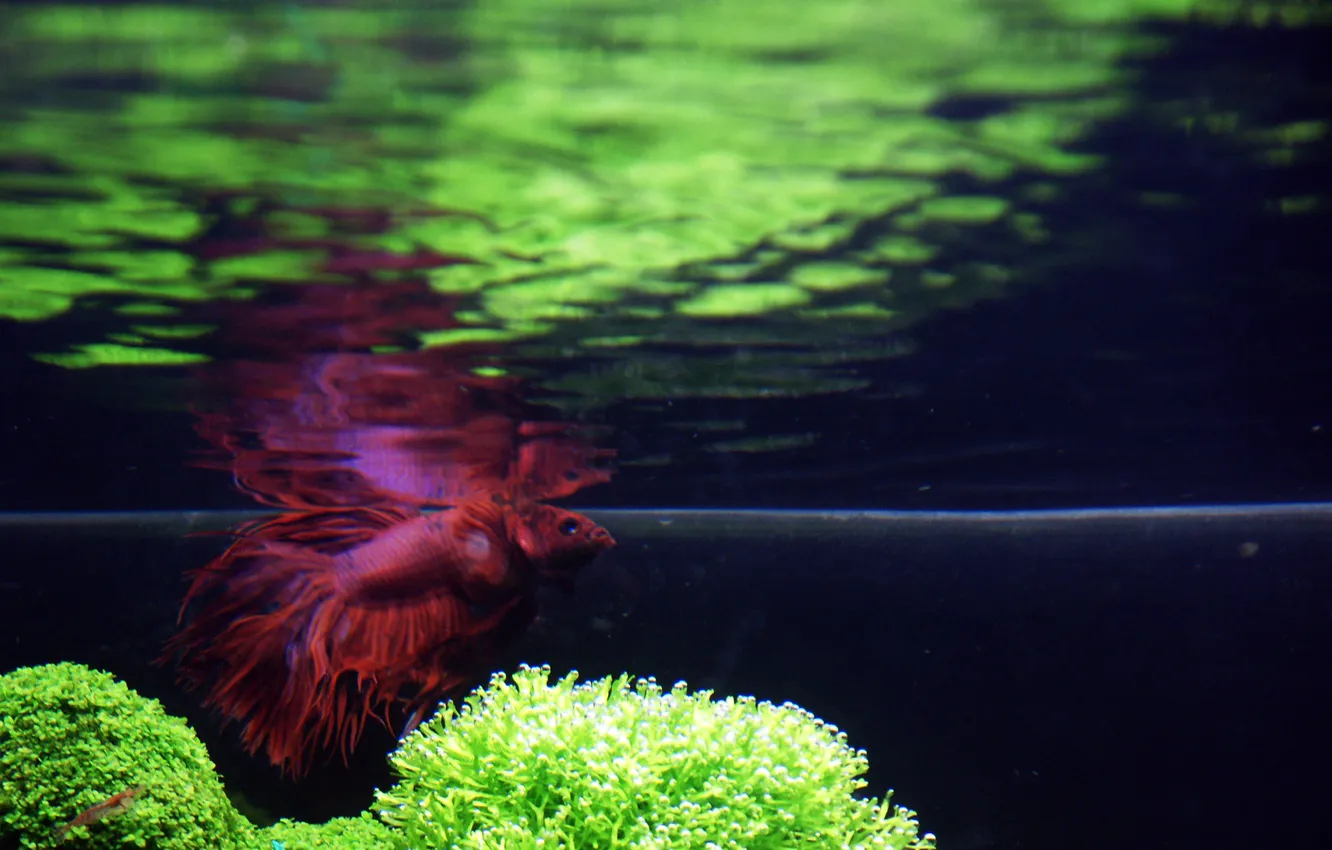 Фото обои рыбы, отражение, аквариум, растения, под водой, петушок