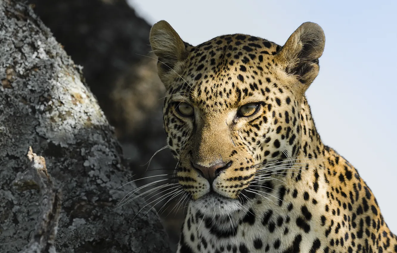 Фото обои взгляд, морда, природа, животное, хищник, леопард