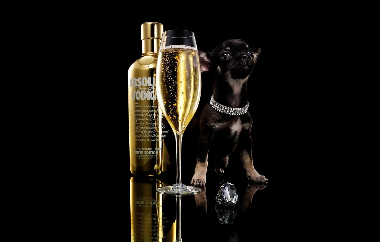 Фото обои бокал, напиток, черный фон, перстень, black background, little dog, печатка, absolut