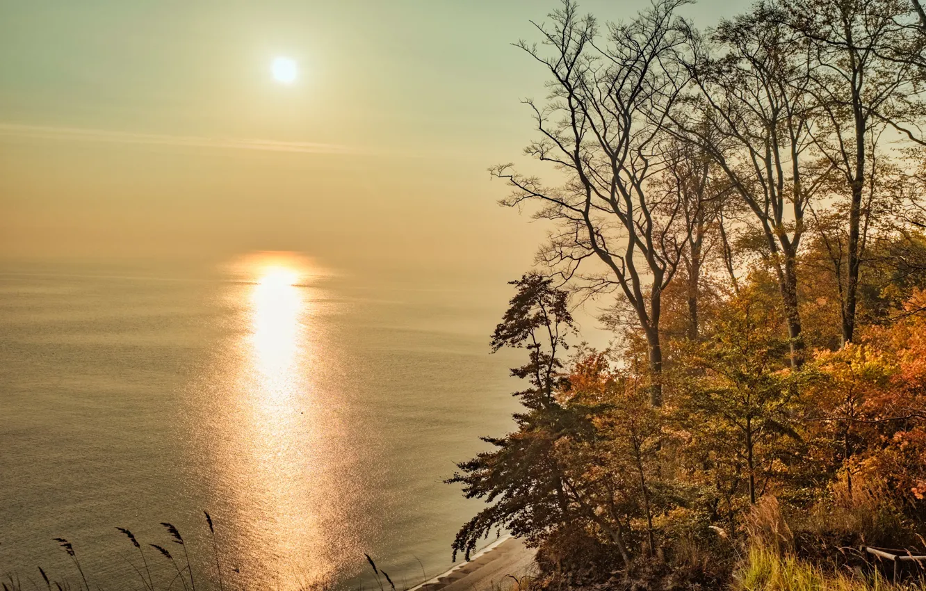 Фото обои осень, солнце, ветки, дерево, берег, водоем