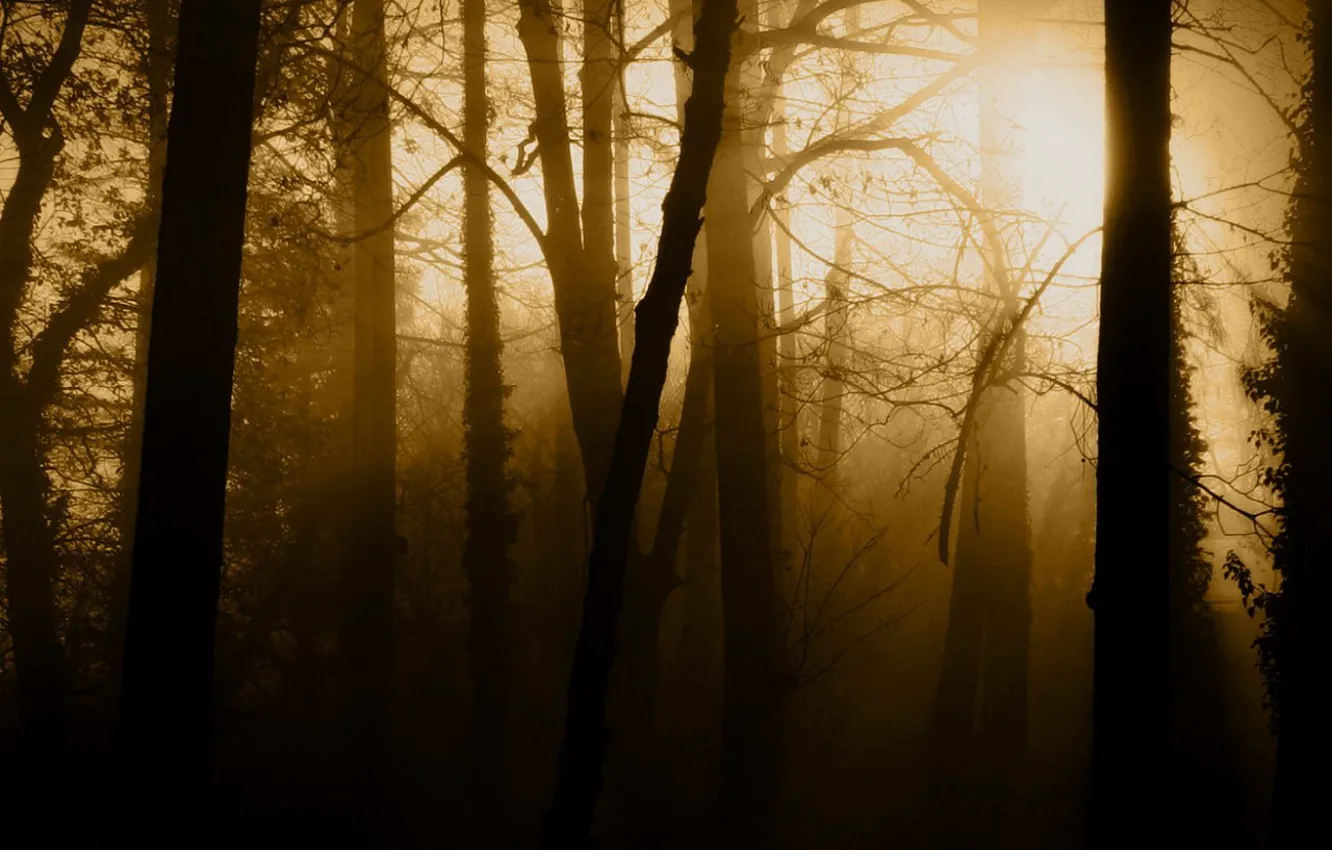 Фото обои деревья, туман, мрак, сепия