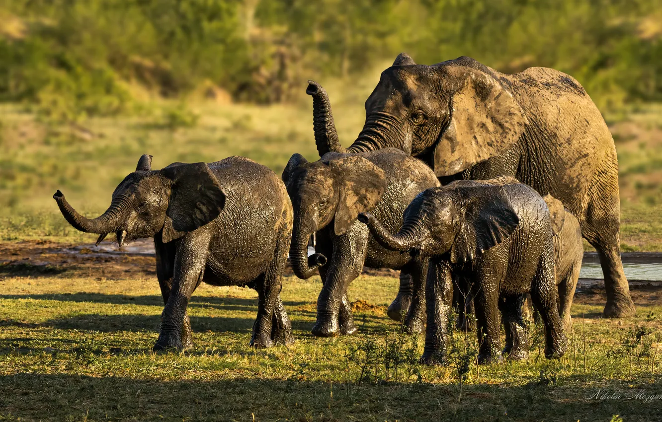 Фото обои elephants, mud, herd
