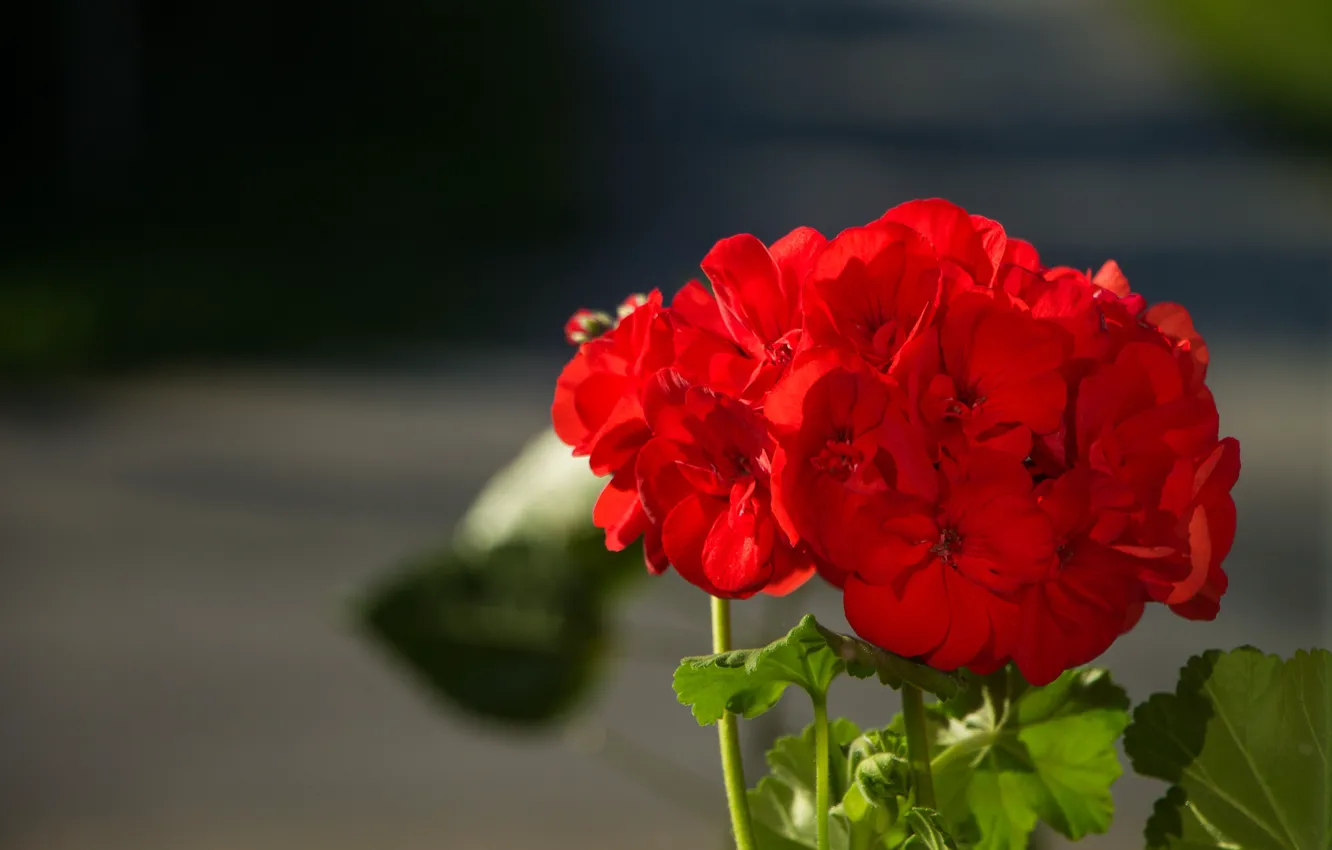Фото обои Боке, Bokeh, Герань, Red flowers, Geranium